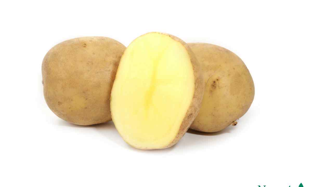 All about grade potatoes "Adretta